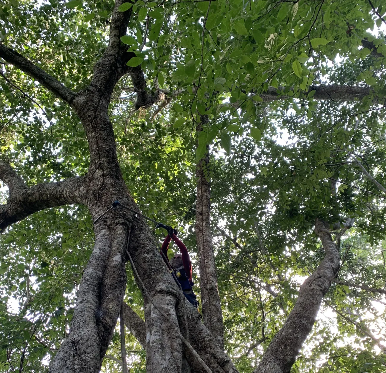 A worker cutting trees in the rain forest