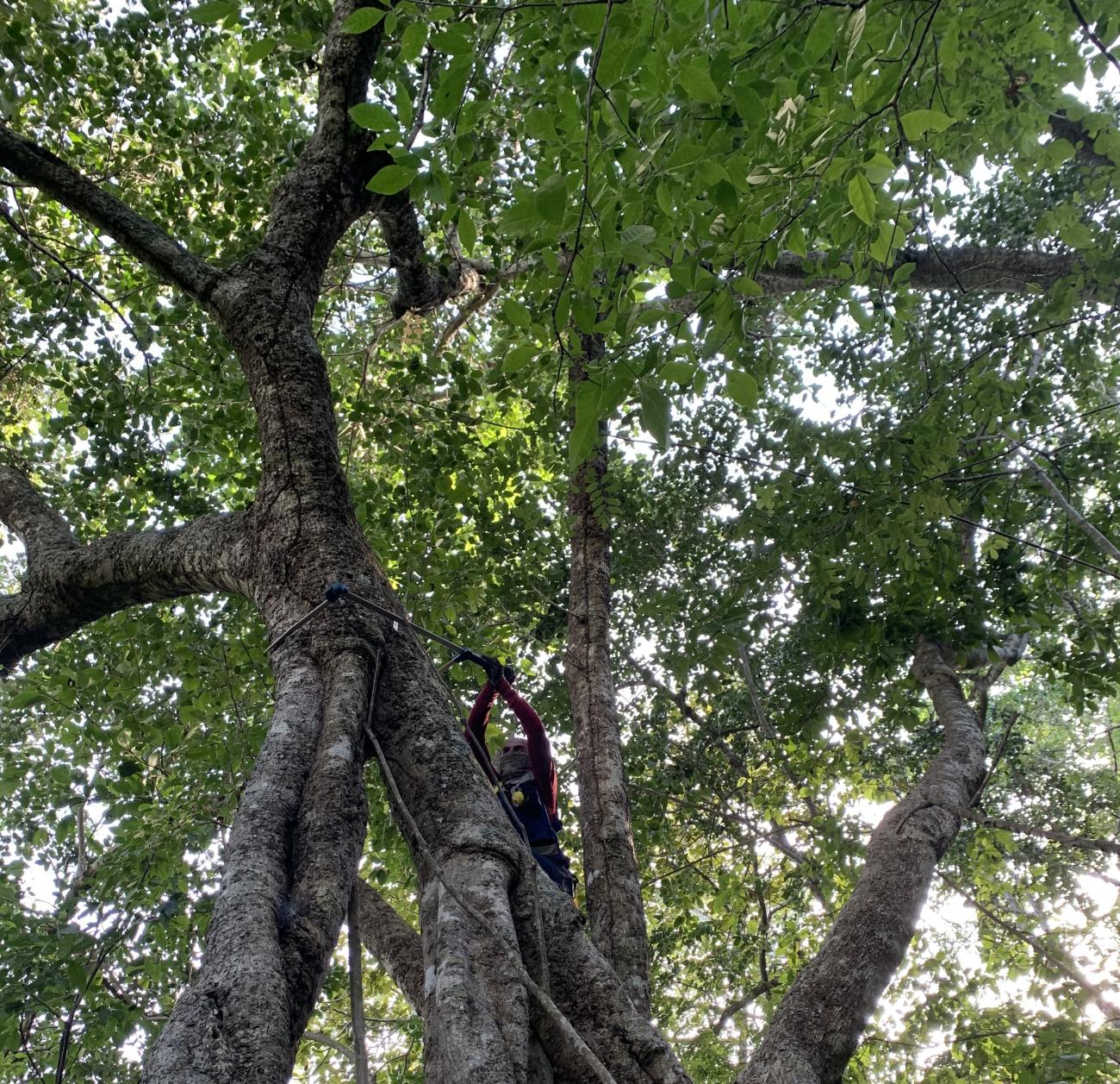 A worker cutting trees in the rain forest