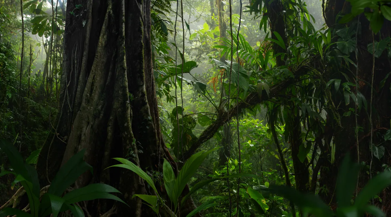 Tropical forest in Central America