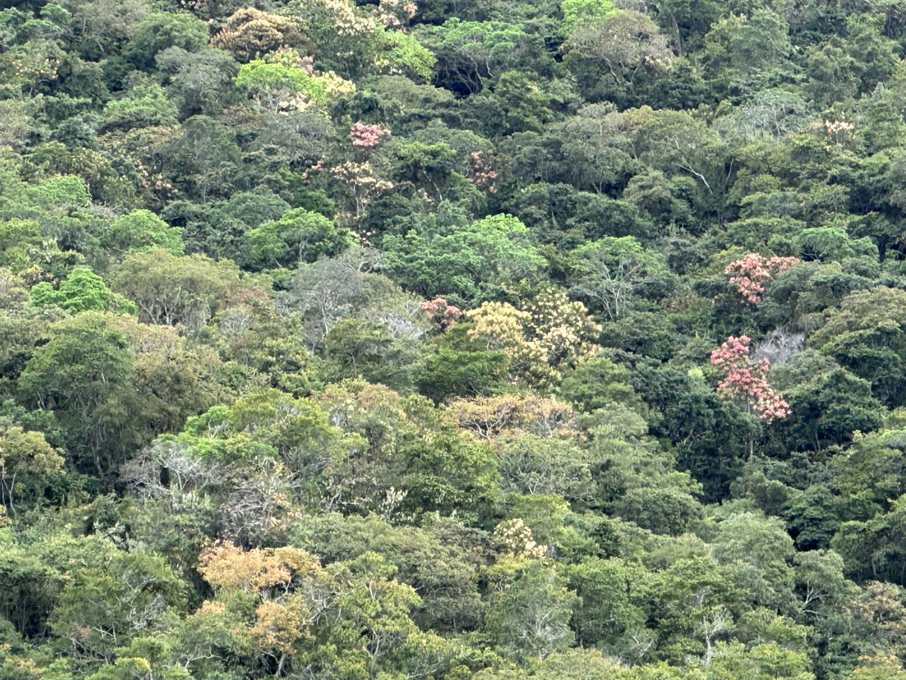 Aerial shot of tropical rainforest