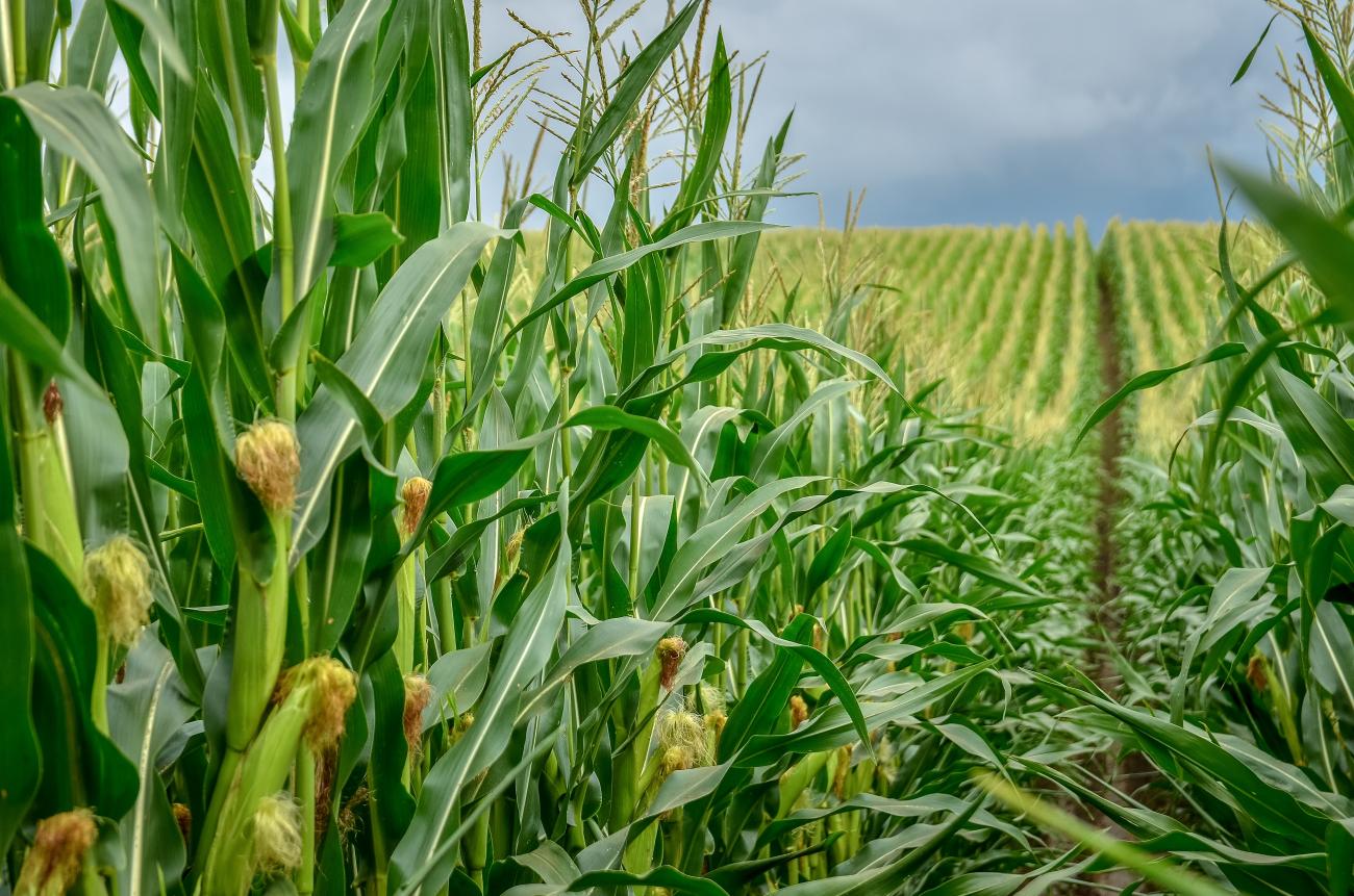 Green corn field with corn cobs close up