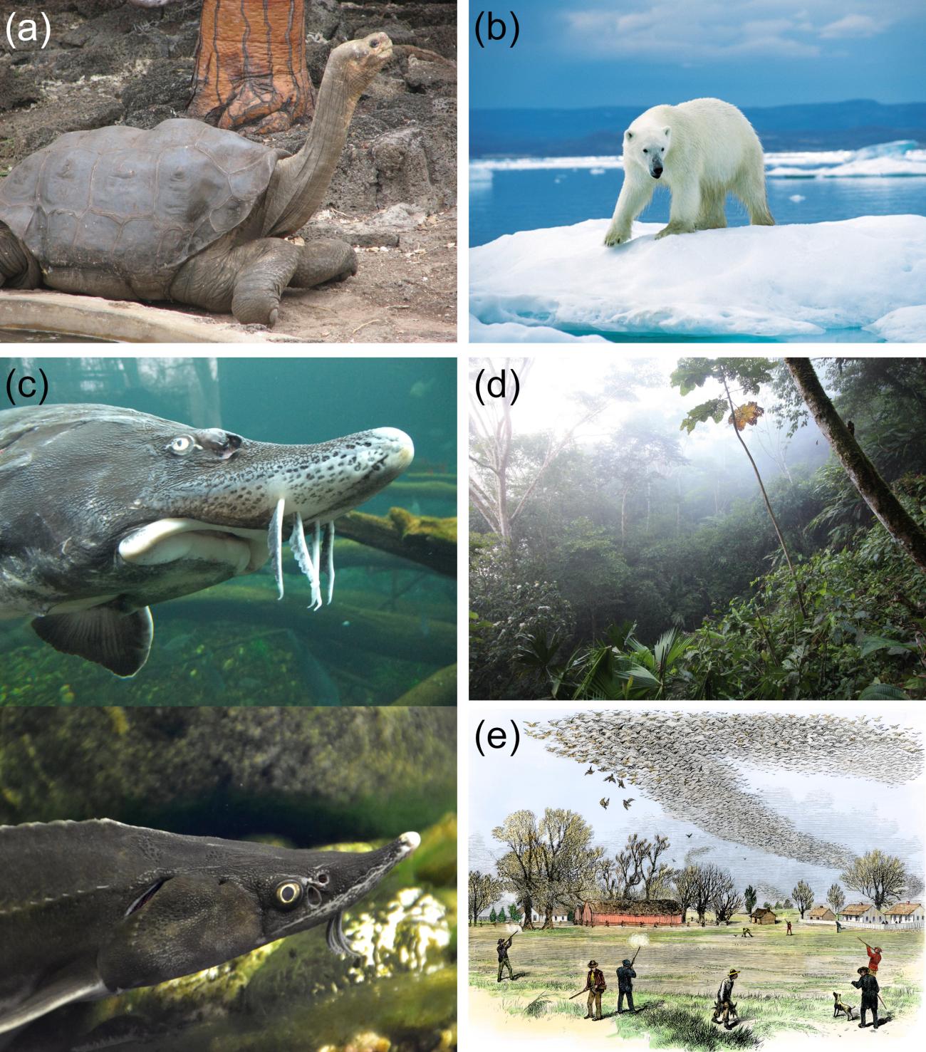 A gallery of different types of flagship categories including animals and the environment