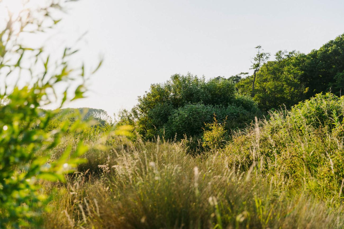 Rewilded Landscape