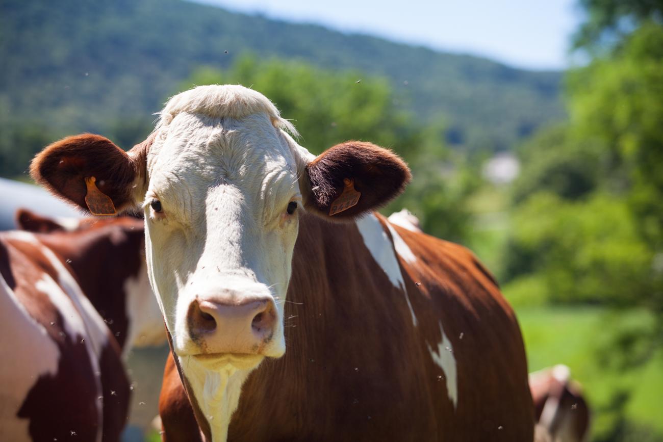 Close up of a cows face in a field on a sunny day