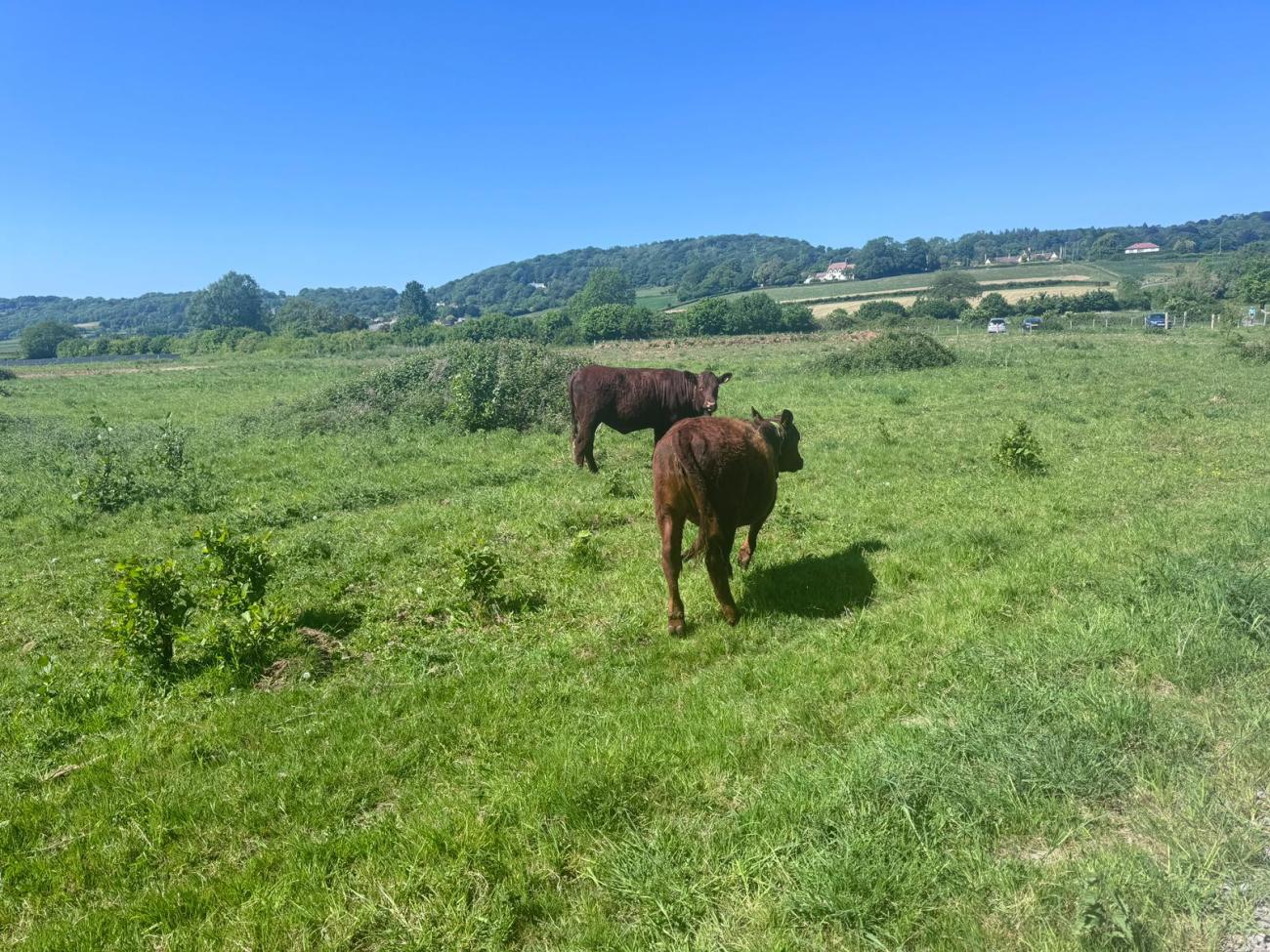 Cows in a field on the Belmont Estate