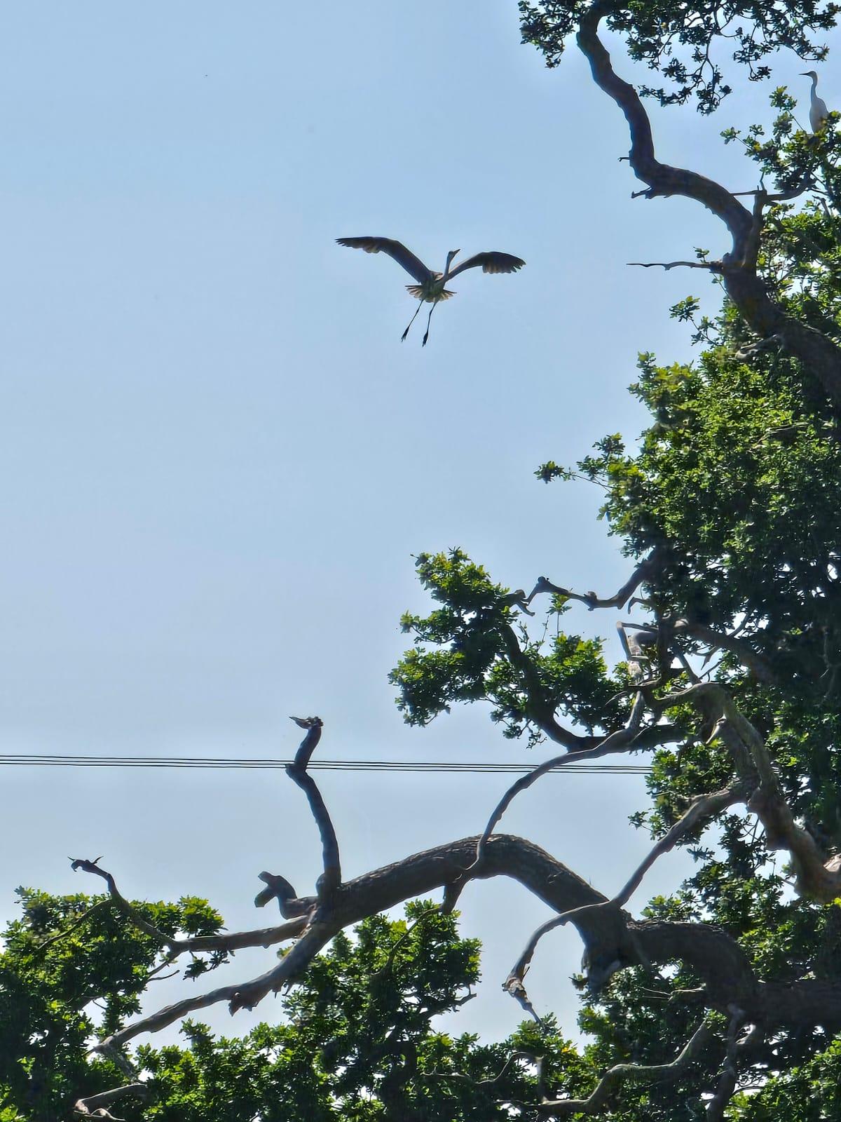 An egret flying above the trees