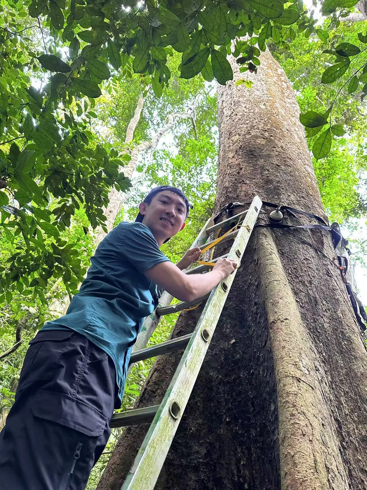 Dr Zhang-Zheng climbing a ladder up a tree in Bobiri Forest Reserve, Ghana