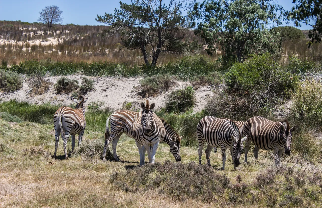 Zebras pasturing in grassland