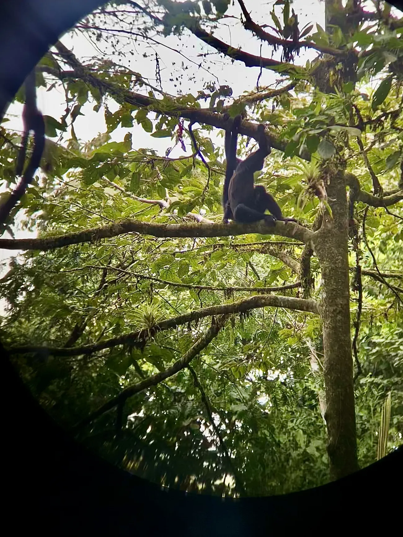 Critically endangered, a mother and baby brown-headed spider monkey resting in the tree canopy