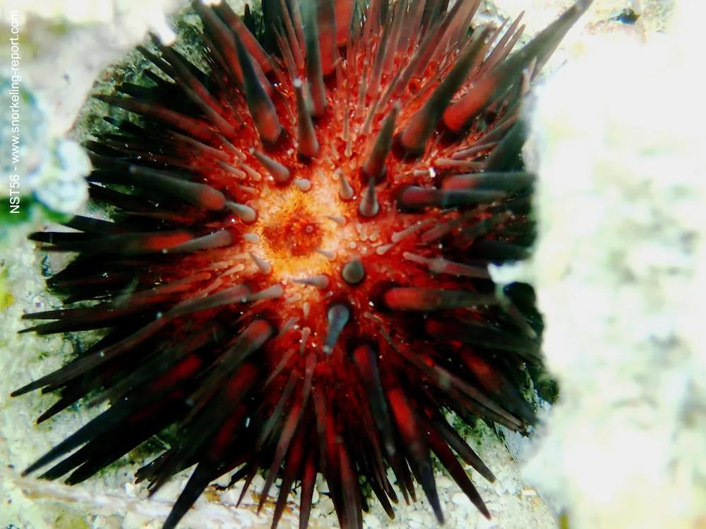 Rock boring urchin, Echinometra lucunter