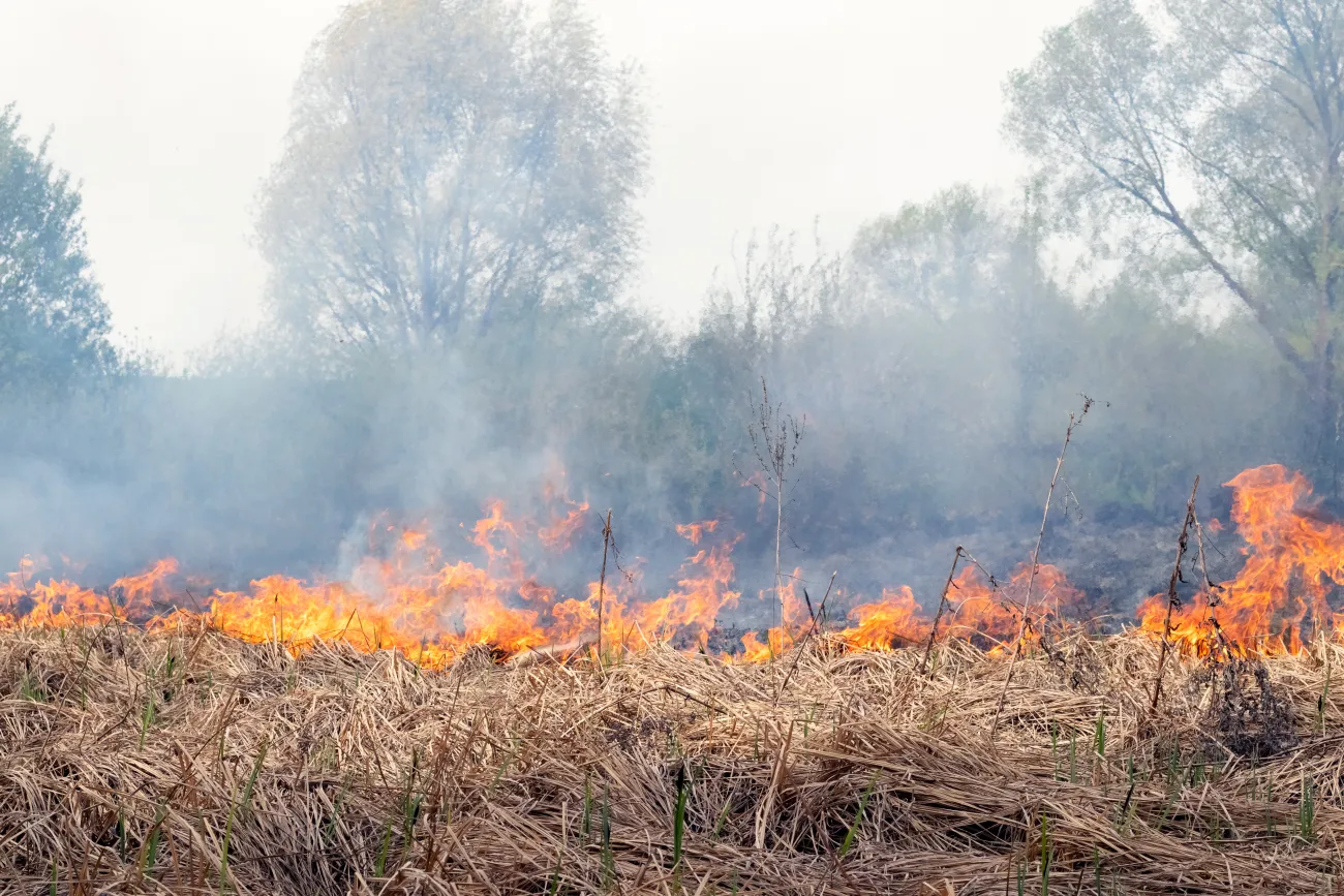 Burning dry grass in spring and air pollution in background due to burning dry grass
