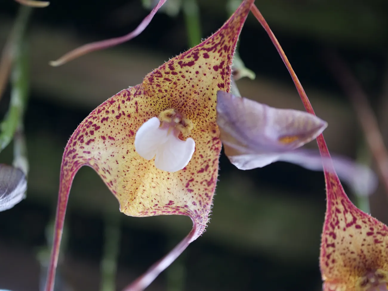 Close up of a Dracula orchid