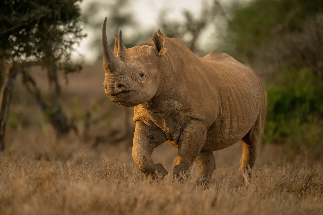 Black rhino in field