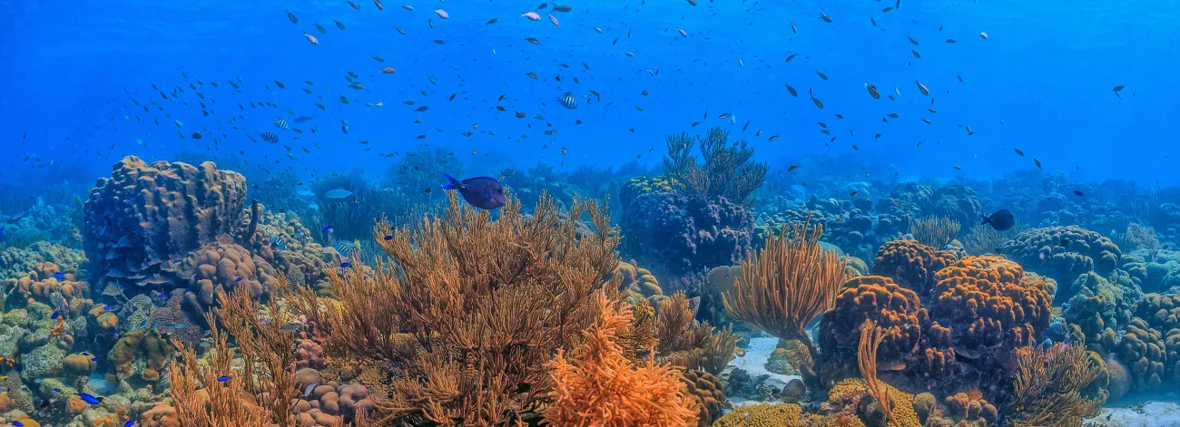Caribbean coral garden