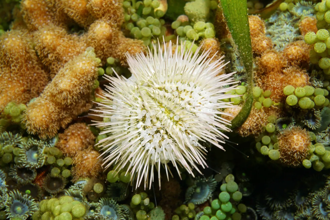 Variegated sea urchin Lytechinus variegatus 