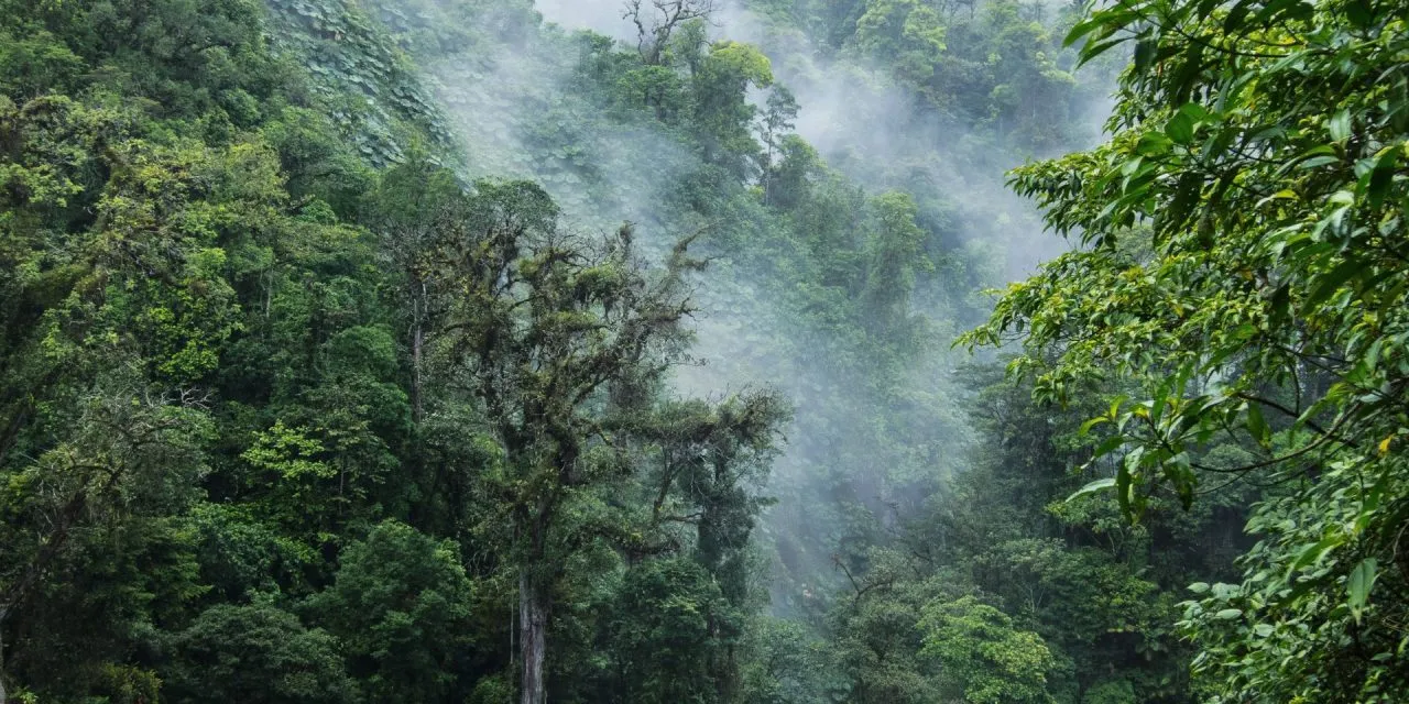 Aerial view of a cloud forest
