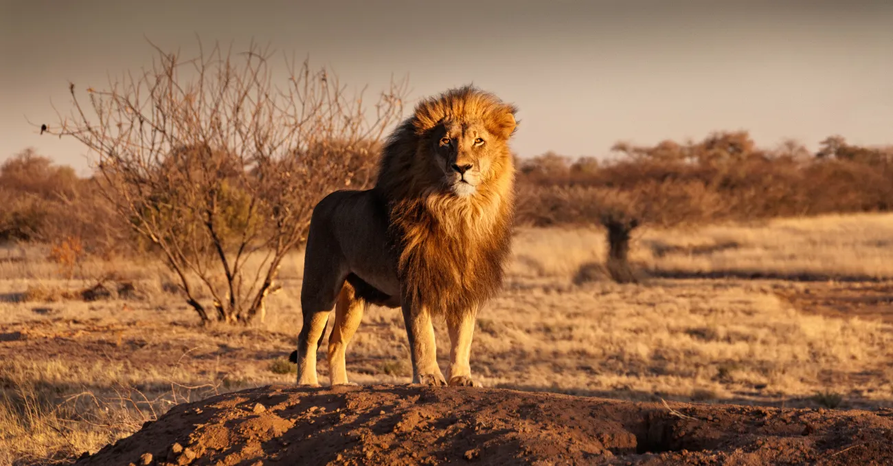 A male lion standing proud in grassland