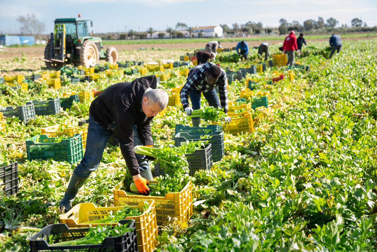 Farmworkers handpicking fresh celery and putting into crates with tractor nearby