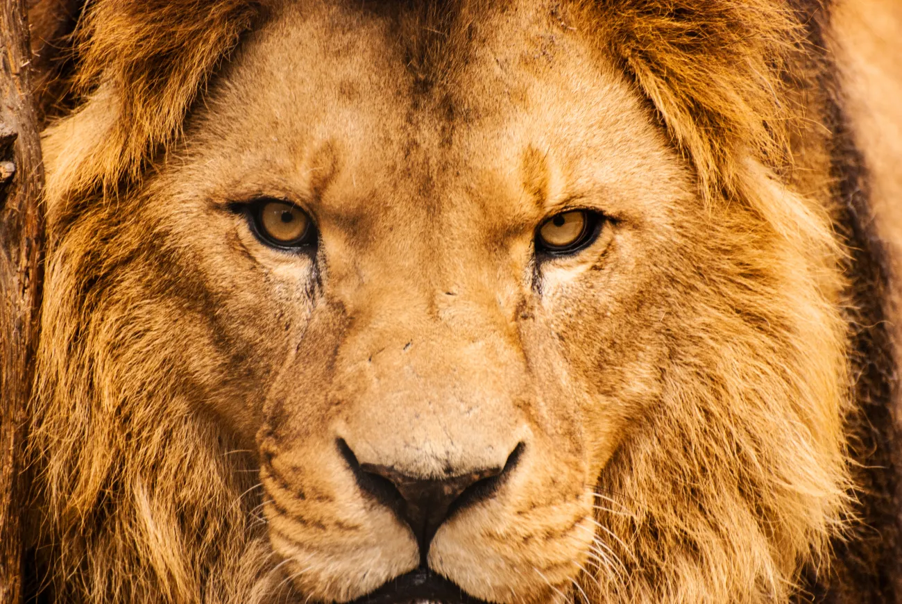 A close up of the face of an African Lion