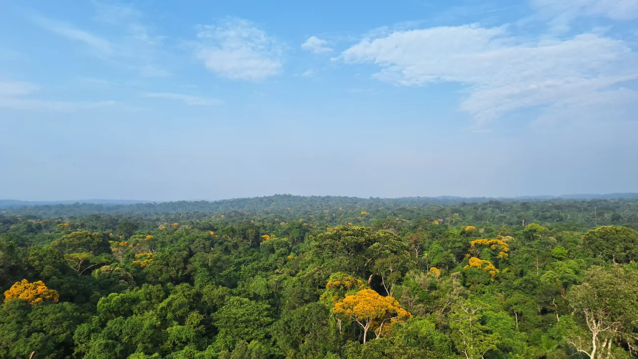 Aerial view of an undisturbed Amazonian forest
