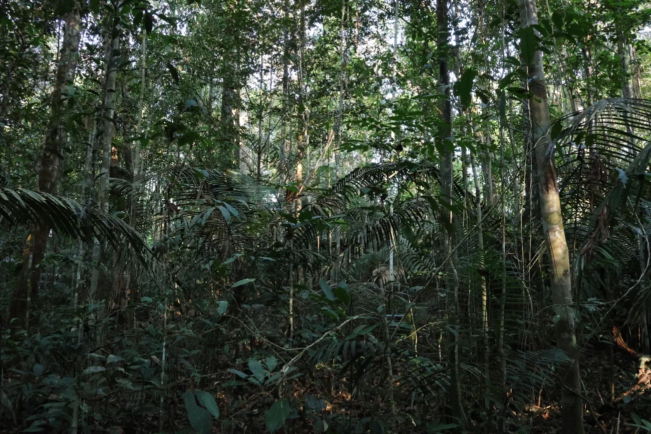 Wide shot of an area of undisturbed Amazonian forest in the Amazonas state in Brazil