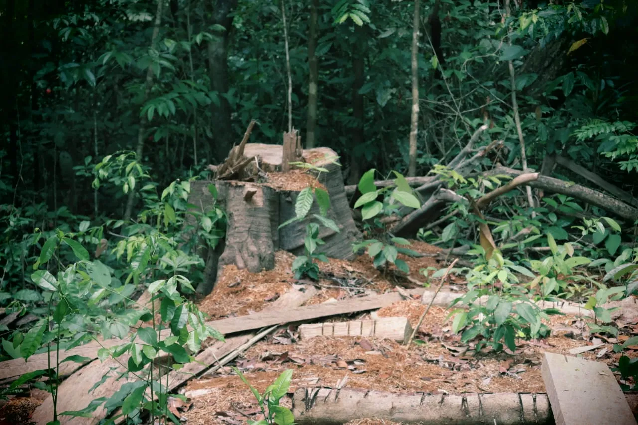Logged tree within a primary forest in the Brazilian Amazon
