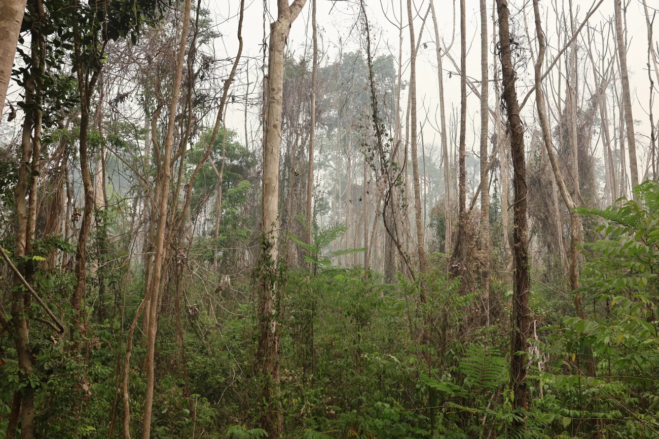 A burned primary forest in the Brazilian Amazon