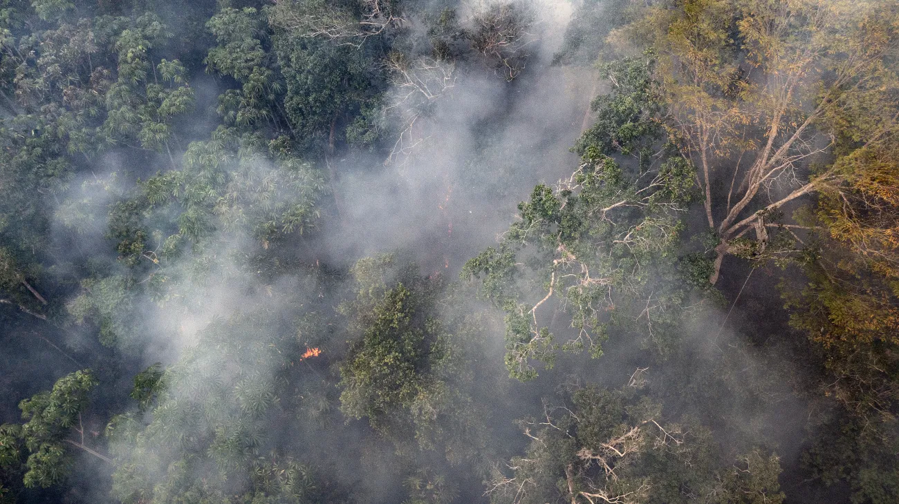 Smoke rising from fire under the canopy of an Amazonian forest in 2023
