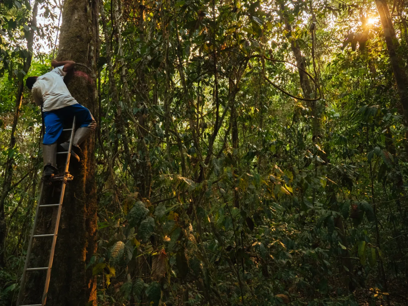 A member of the fieldwork team up a ladder measuring trees
