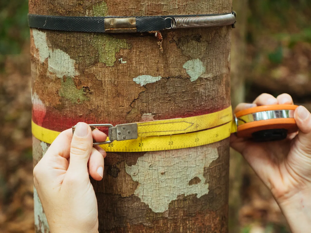 Hands placing a tape around the trunk of a tree