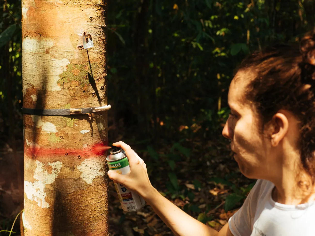 Dr Erika Berenguer measuring trees