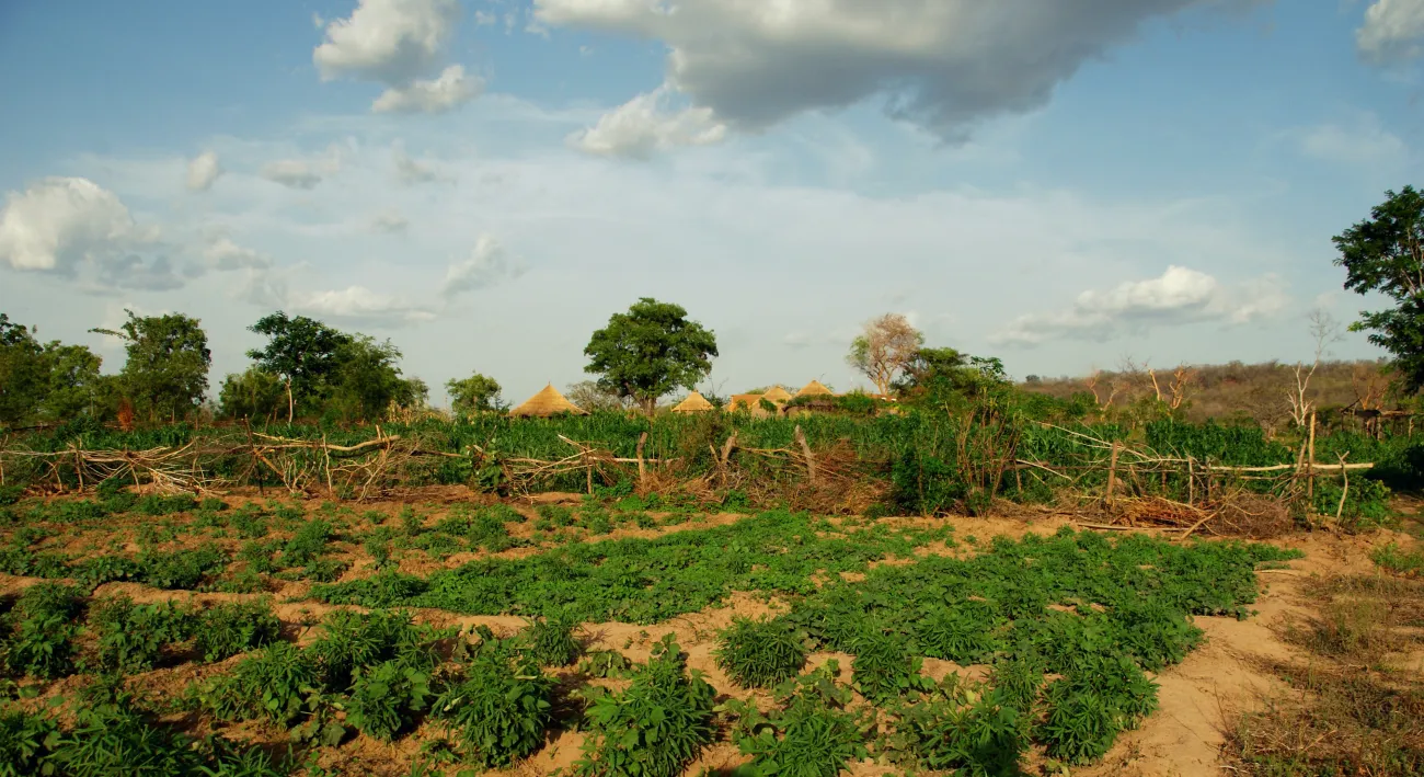 View over the fields of an organic farm in northern Ghana