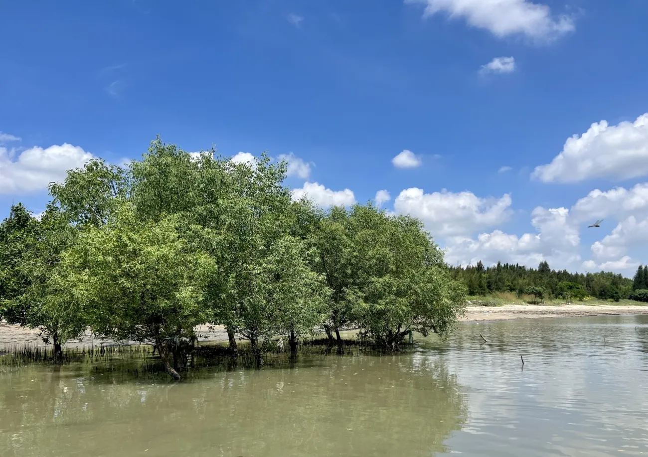 A mangrove in China. Trees growing along the shoreline.