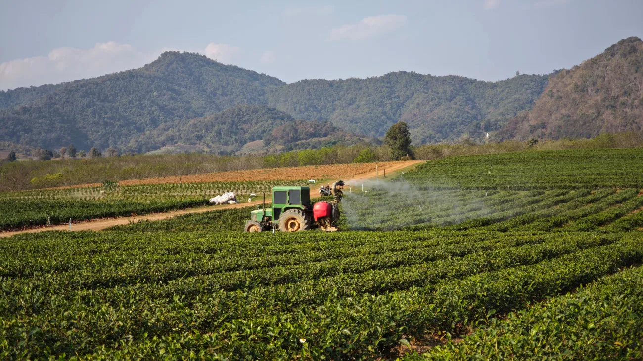 Tractor spraying water in the green tea plantation.