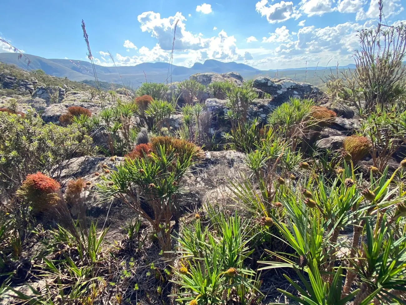 Rock outcrops interspersed with shallow soil patches supporting a mosaic of herbaceous and shrub vegetation in the Campo Rupestre montane grasslands, Minas Gerais, Brazil.