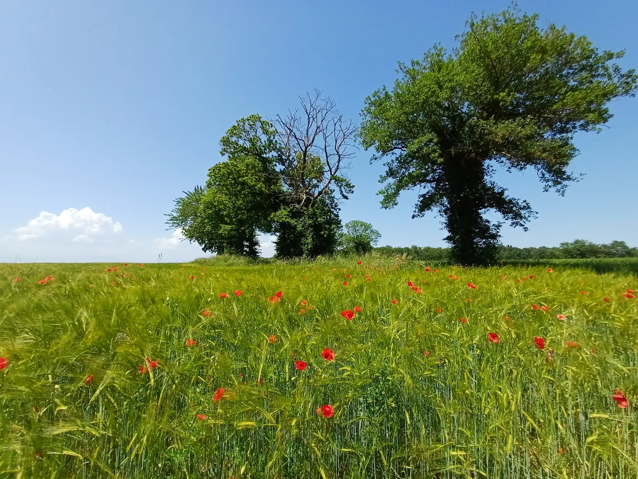 Trees in the countryside with red poppies in the foreground