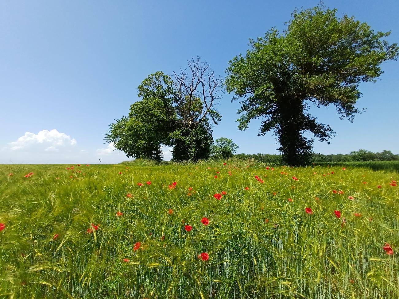 Trees in the countryside with red poppies in the foreground