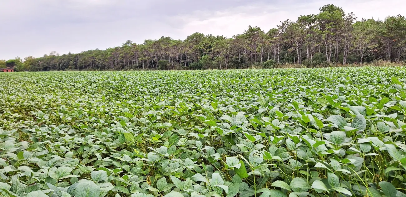 A bean field surrounded by trees with plants and green foliage in foreground