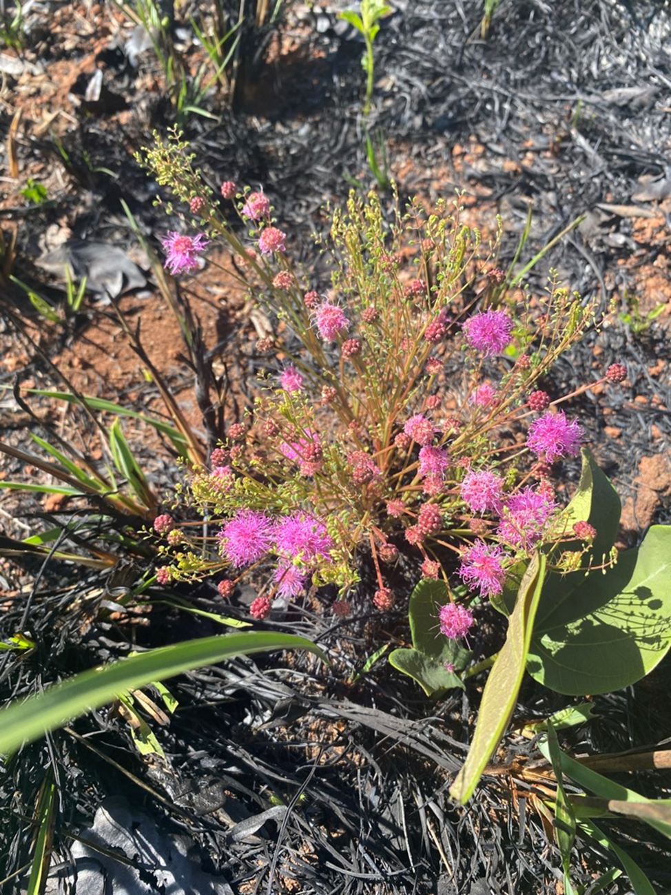 A pink Mimosa gracilis is blooming in the Cerrado after fire 