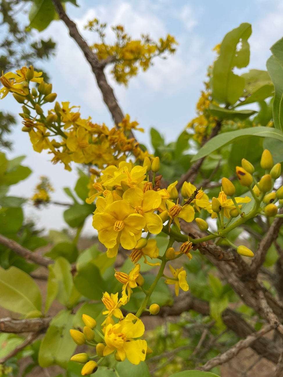 A flowering yellow tree, the Ouratea hexasperma, in the Brazilian Cerrado