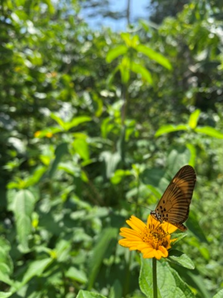 A yellow and black butterfly visits a wild sunflower plant in agroforestry plots Ghana
