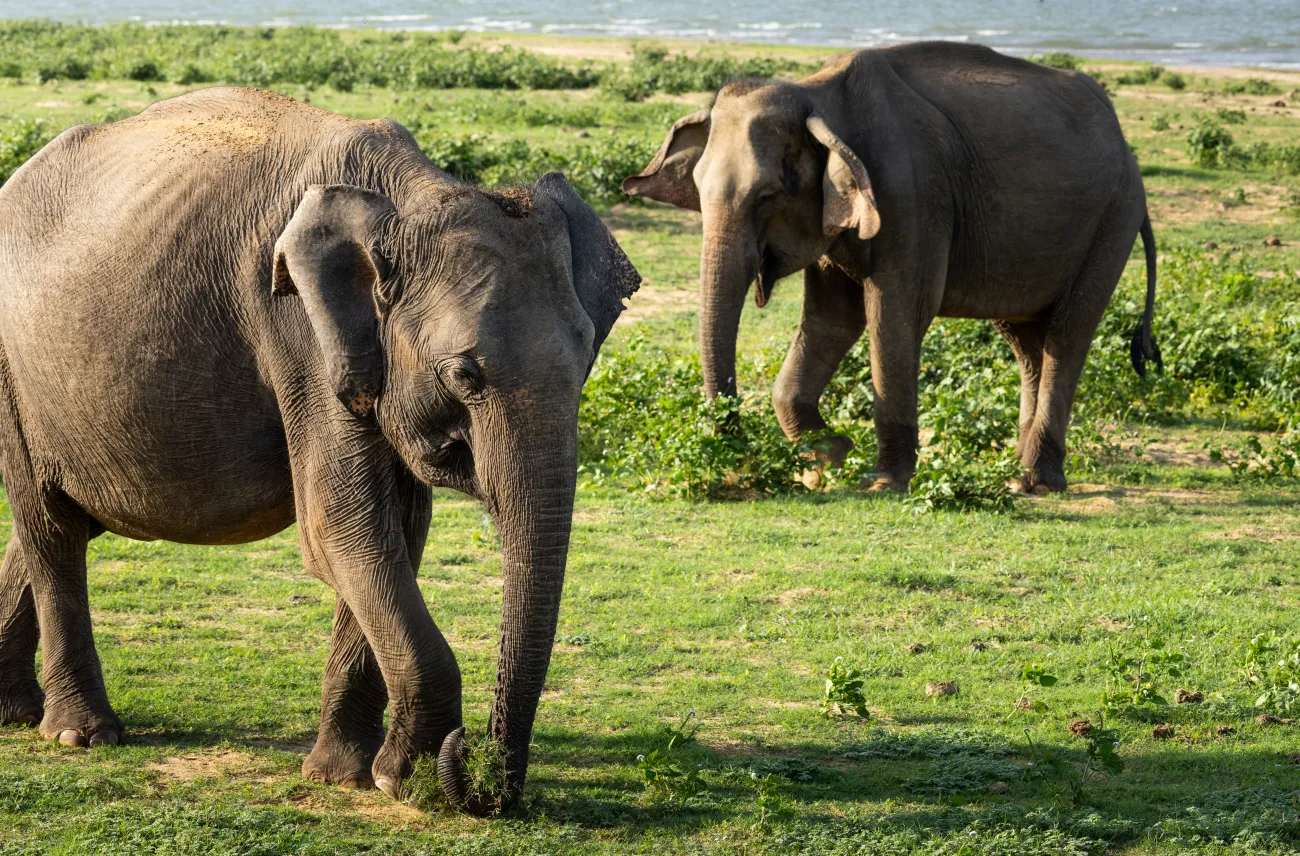 Two elephants grazing in the Udawalawe National Park, Sri Lanka