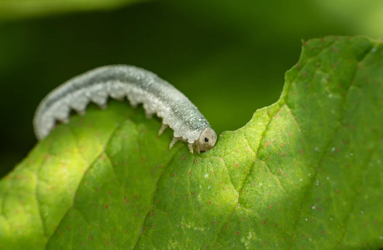 Green caterpillar eating leaf edge in macro closeup