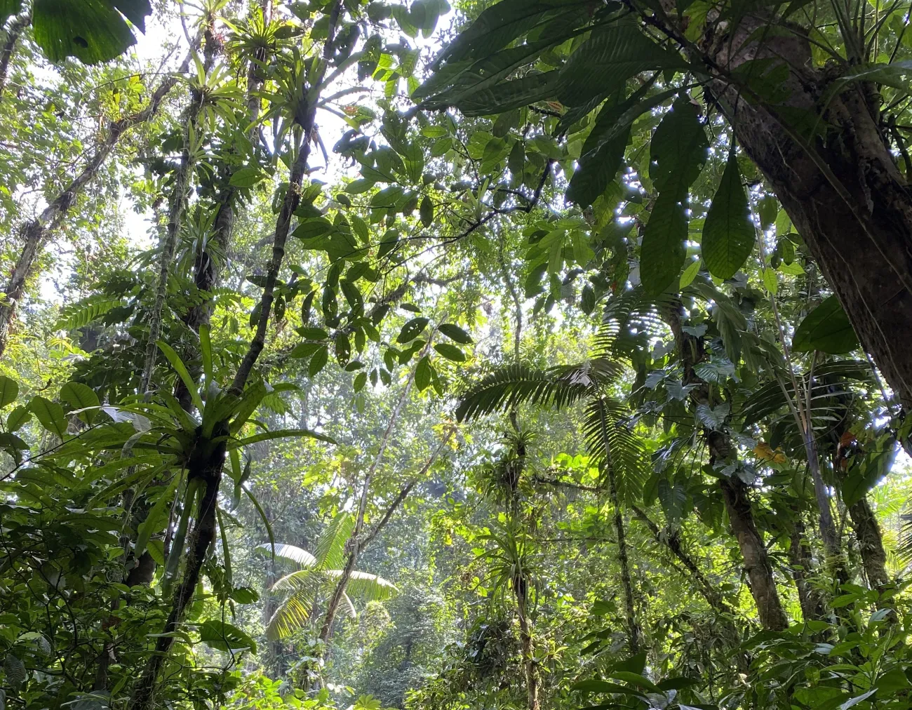 Tropical forest canopy Ecuador