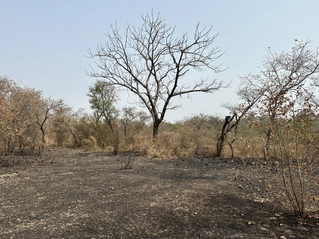 Dry savanna with dry ground and bare trees