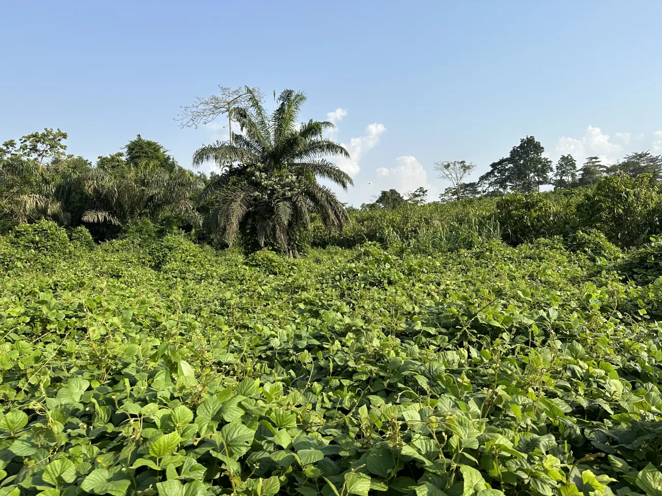 Tropical area full of greenness