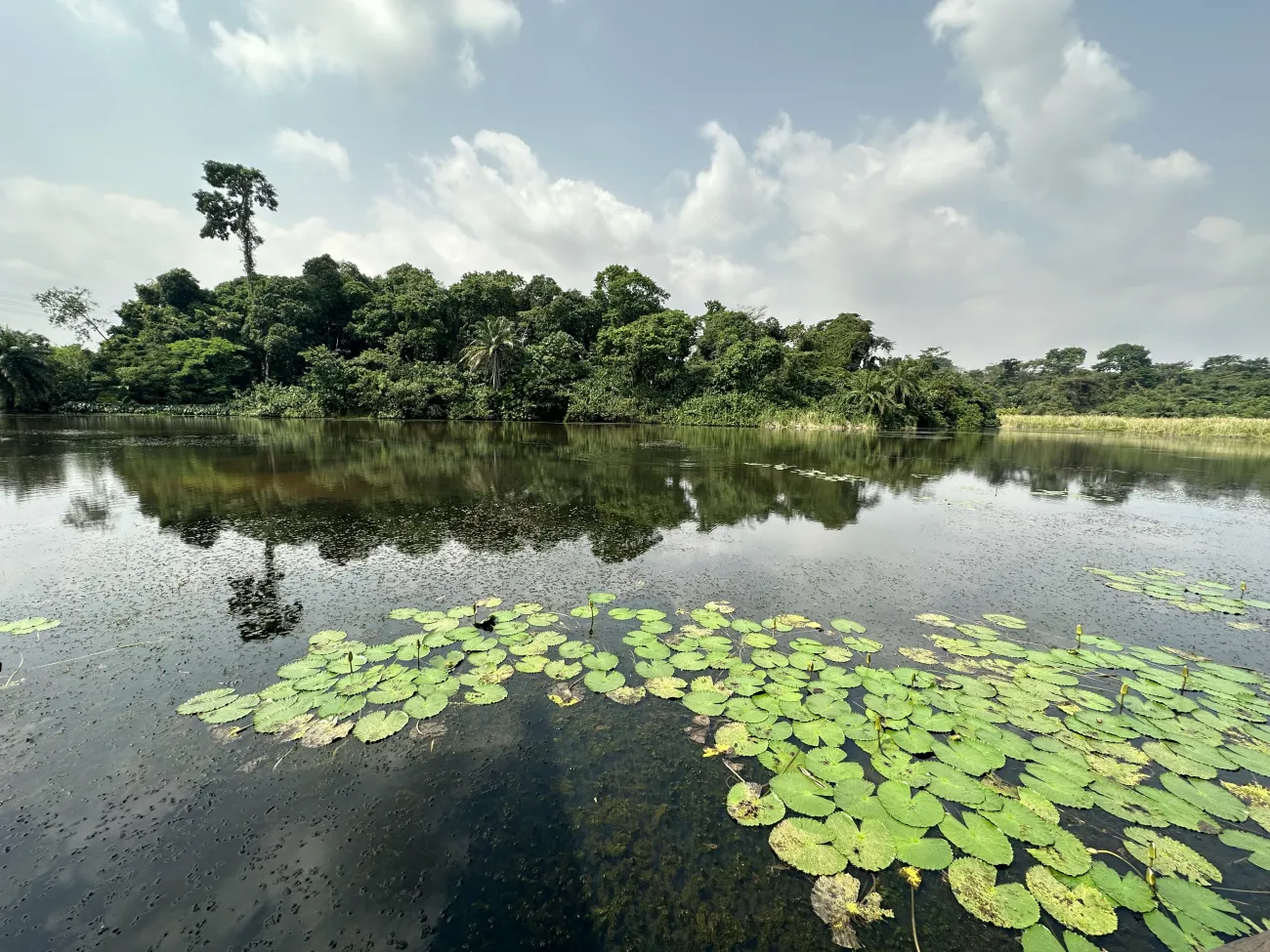 Tropical area including water