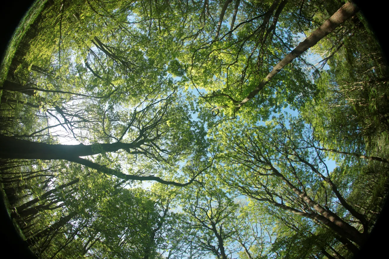Fisheye photo taken at Wytham Wood, in Oxfordshire. 