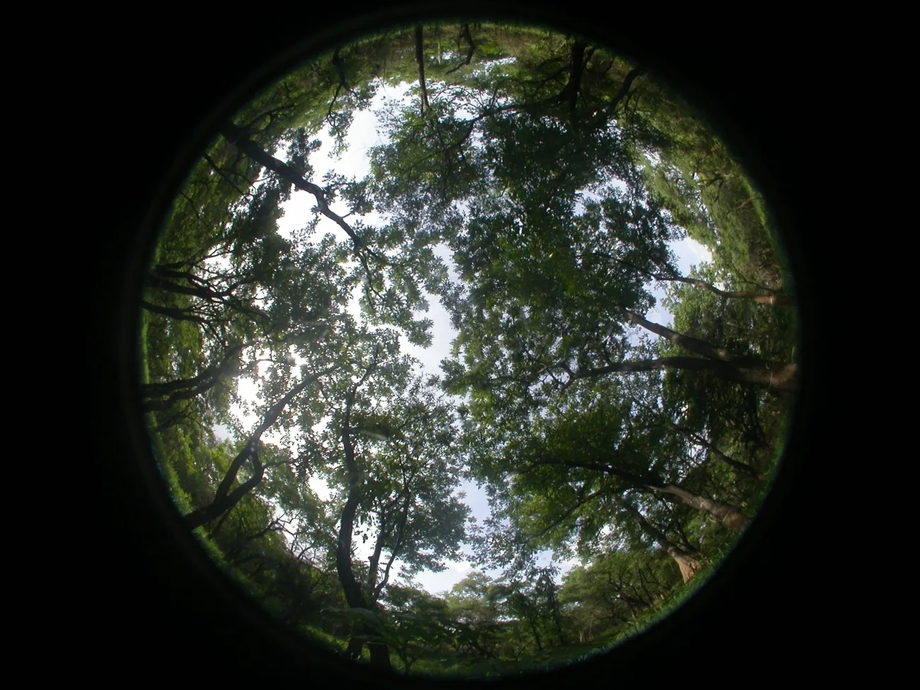 a digital ehmispherical photo showing darkness around the tree canopy