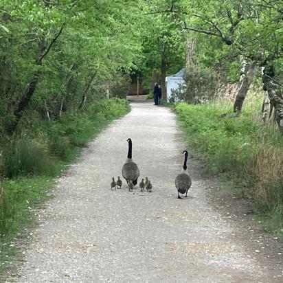 Geese on road